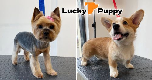 Зоосалон Lucky Puppy