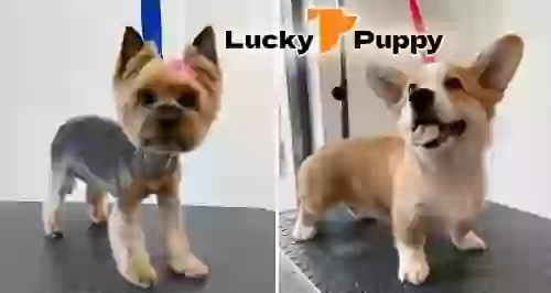 Скидка 30% на груминг в зоосалоне Lucky Puppy на Лиговском